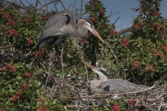 Blue_Heron_SKey_2