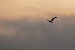 CNWR_sunset_heron_2