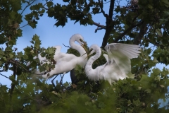 egret_pair