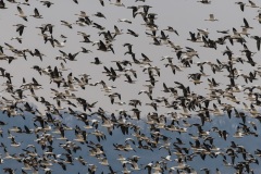 snow_geese_2