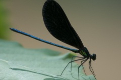 damselfly