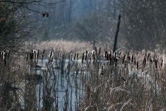 cattails