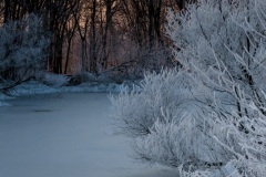 frosted_branches