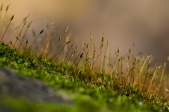 tiny_landscape