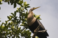 anhinga