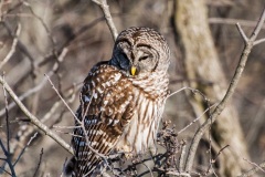 bw_barred_owl