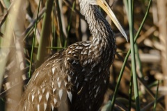 sk_limpkin